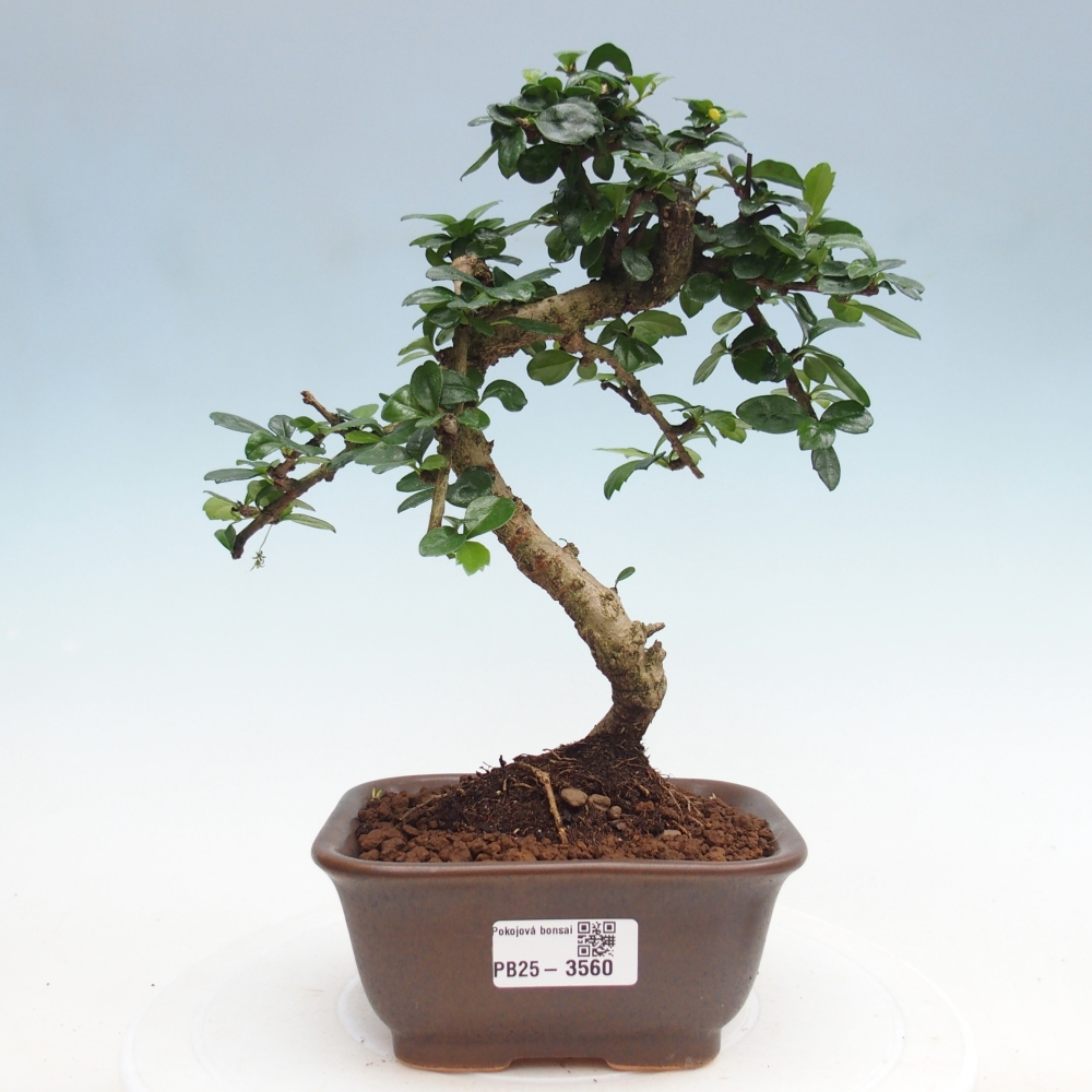 Szobai bonsai - Carmona macrophylla - Tea fuki
