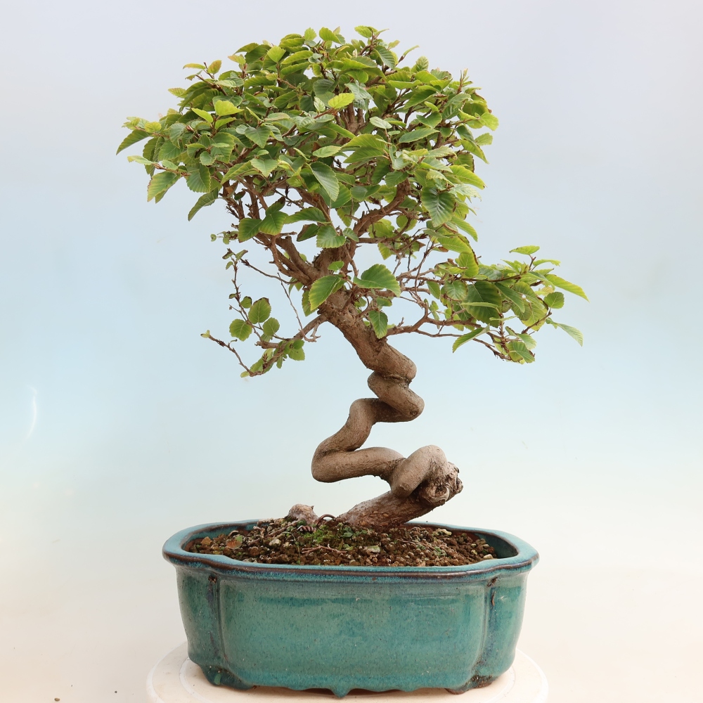 Kültéri bonsai -Carpinus CARPINOIDES - Koreai gyertyánfa