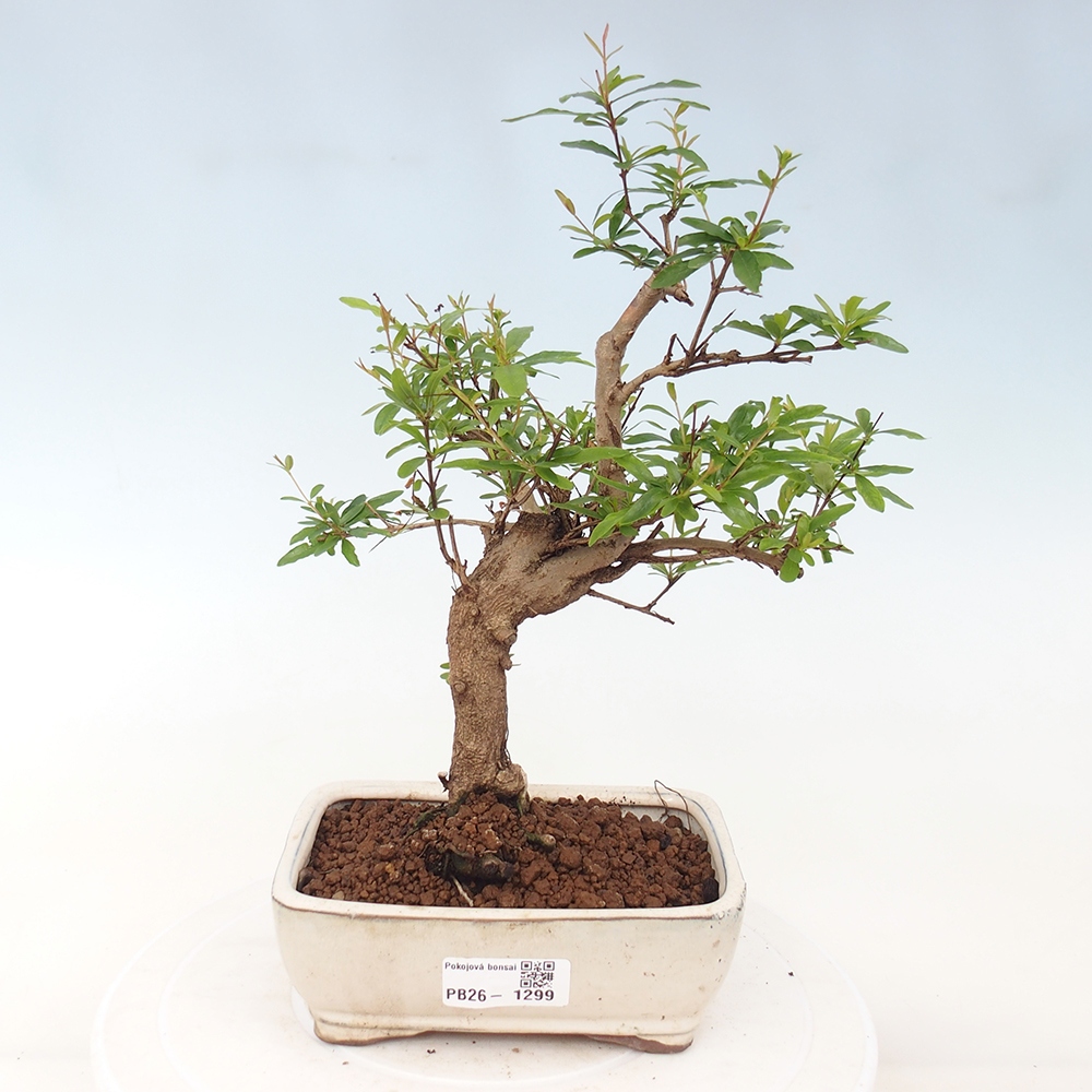 Szobai bonsai-PUNICA granatum nana-gránátalma