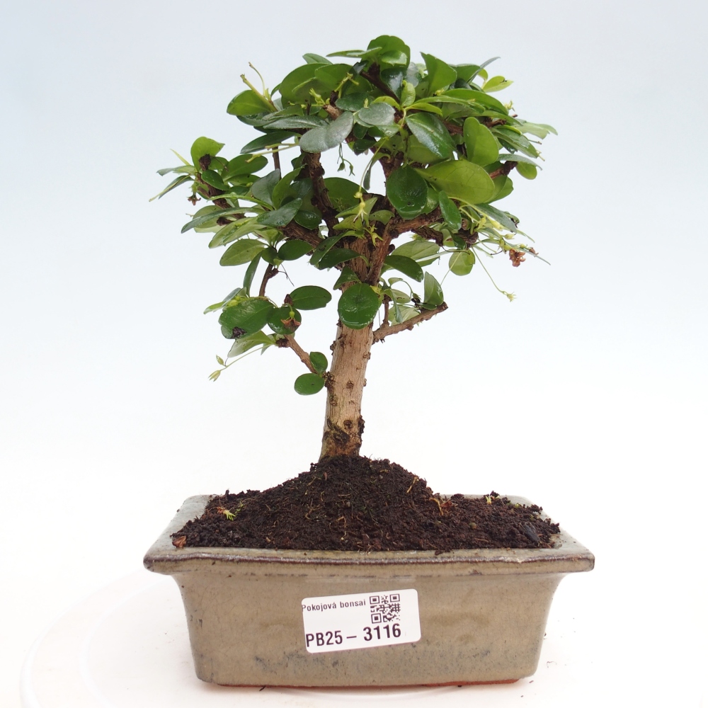 Szobai bonsai - Carmona macrophylla - Tea fuki