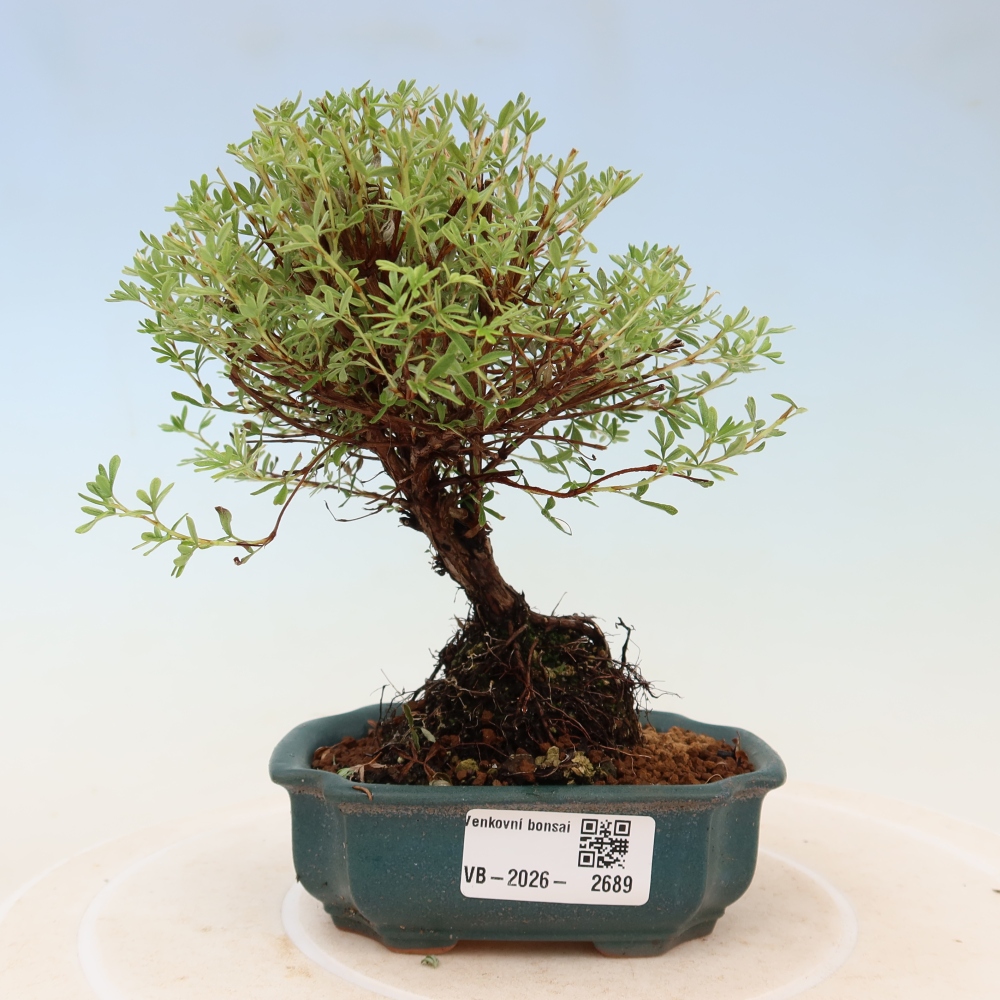 Kültéri bonsai – bokros potentilla – Potentilla fruticosa Goldkissen
