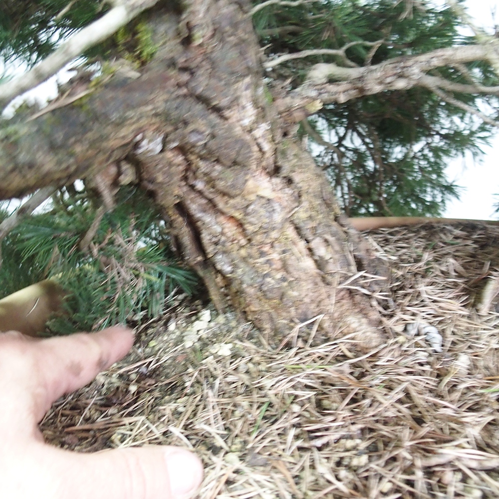 Yamadori - Pinus sylvestris