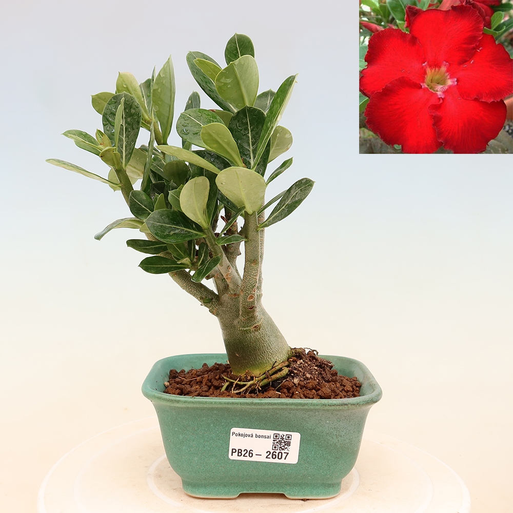 Szobabonsai – Adenium obesum Red Star – Sivatagi rózsa