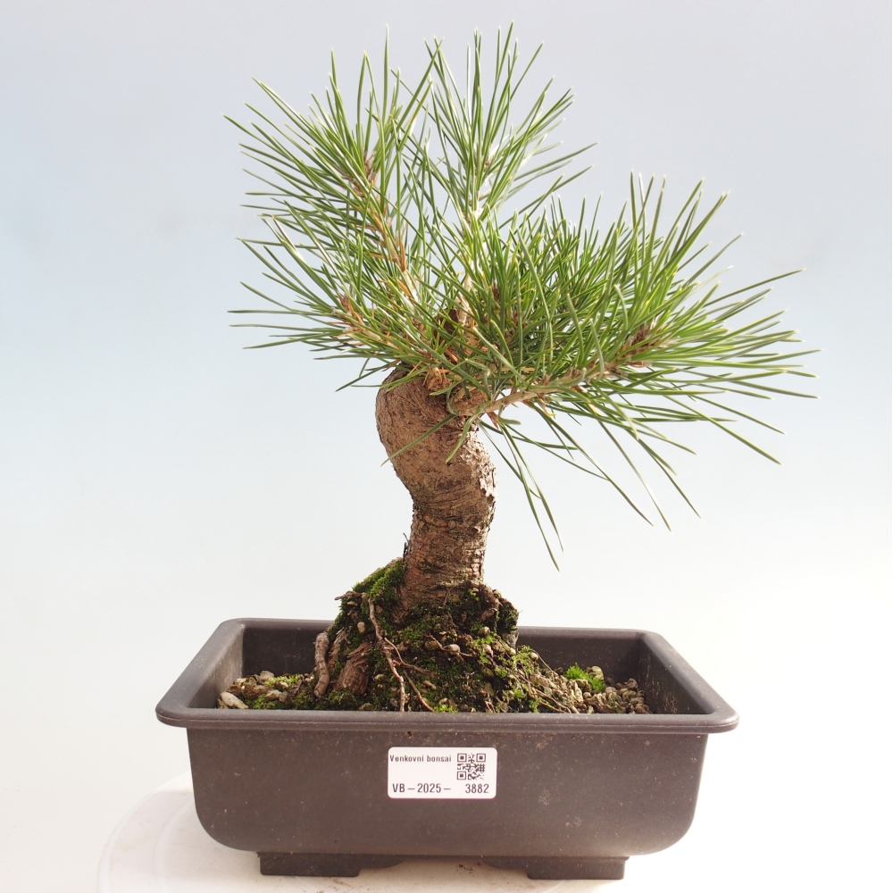 Kültéri bonsai - Pinus thunbergii - Thunberg fenyő