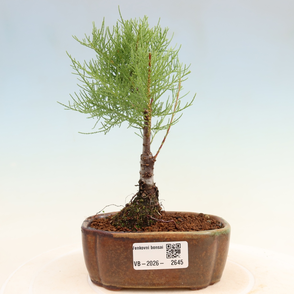 Kültéri bonsai - Tamariszkusz - Tamarix