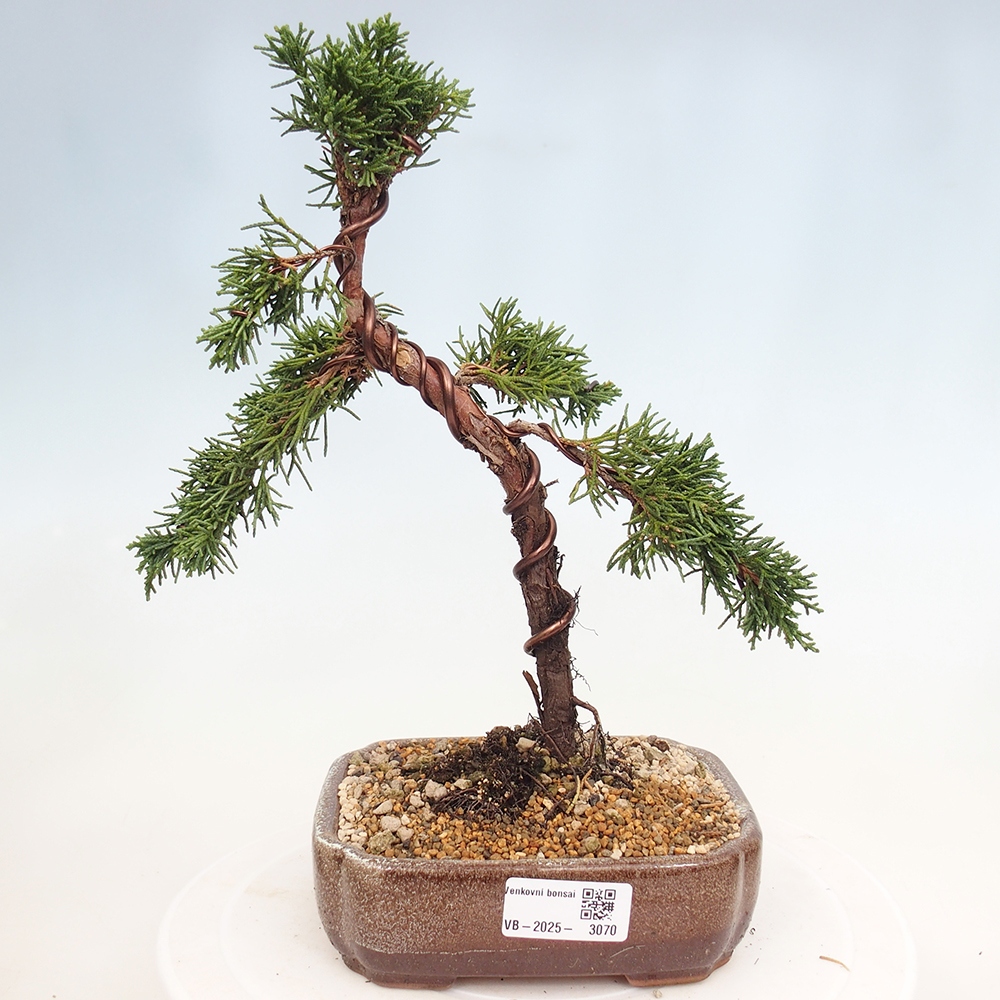 Kültéri bonsai - Juniperus chinensis Kishu