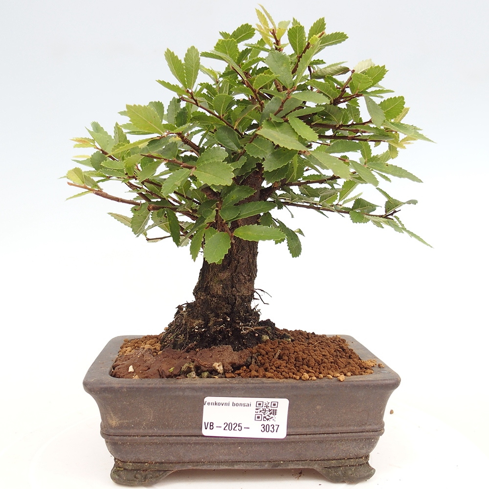 Kültéri bonsai - Zelkova - Zelkova NIRE