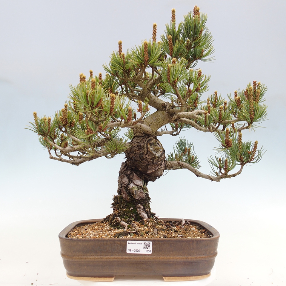 Kültéri bonsai - Pinus parviflora - Pinus parviflora