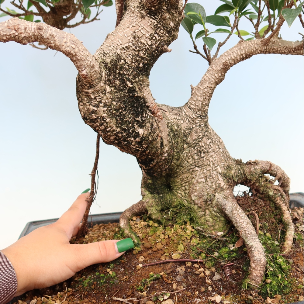Szobai bonsai - Ficus kimmen - kislevelű fikusz