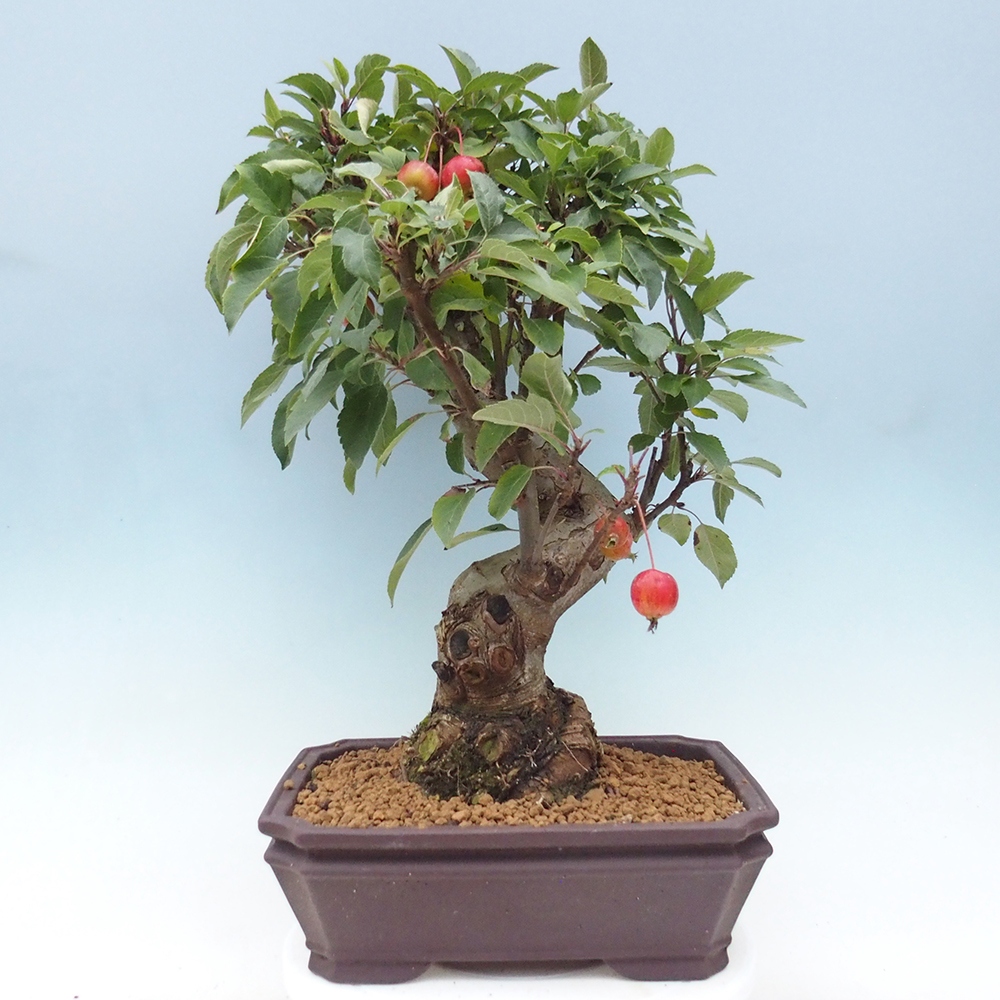 Kültéri bonsai -Malus halliana - Kis gyümölcsű almafa