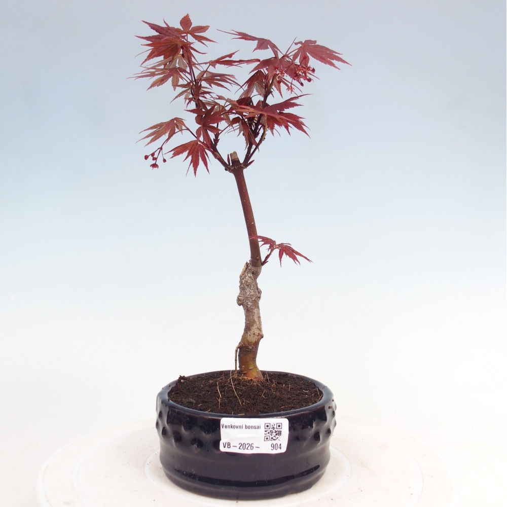 Kültéri bonsai - Acer pálma. Atropurpureum-Javor palmate