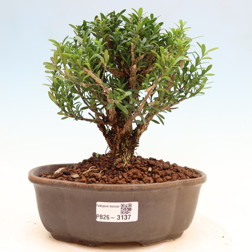 Szobai bonsai - Buxus harlandii - parafa buxus