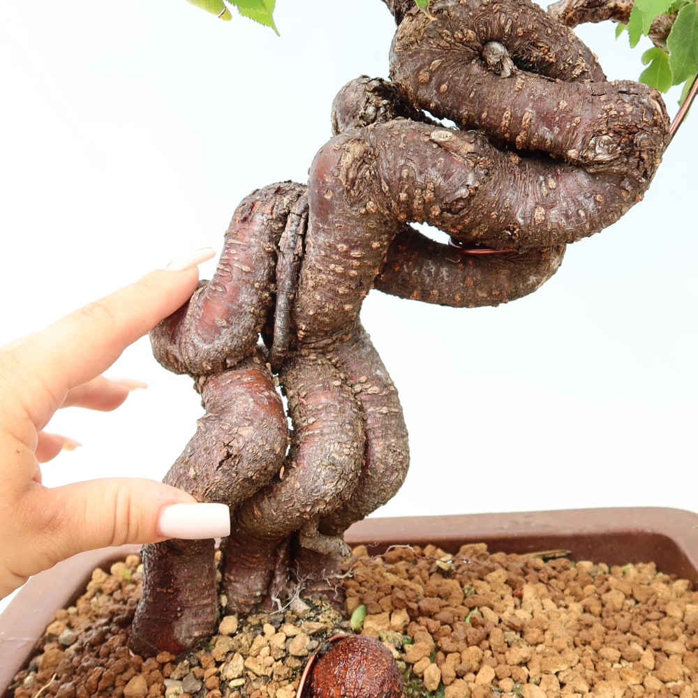 Kültéri bonsai – Japán barack – Prunus Mume