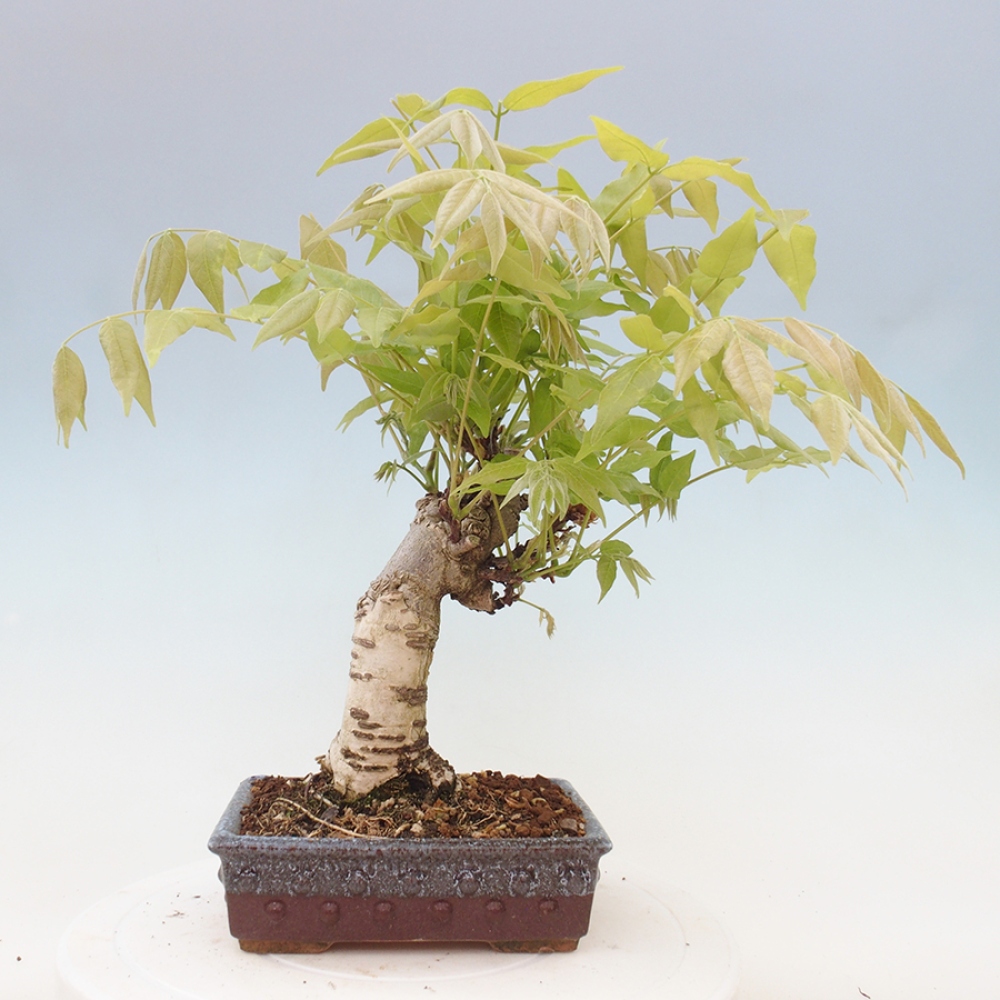 Kültéri bonsai - Wisteria floribunda