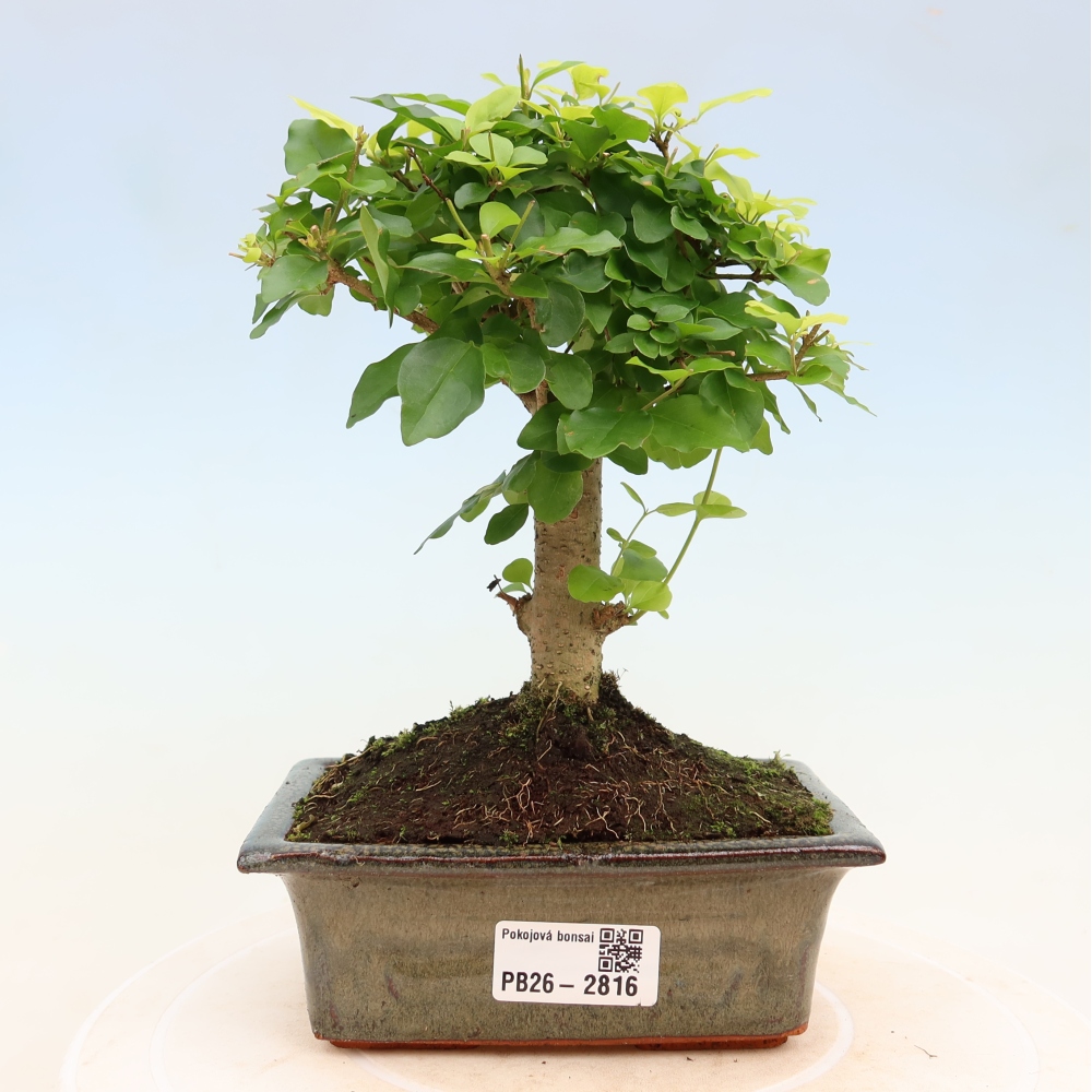Szobai bonsai -Ligustrum chinensis - Madárcsőr