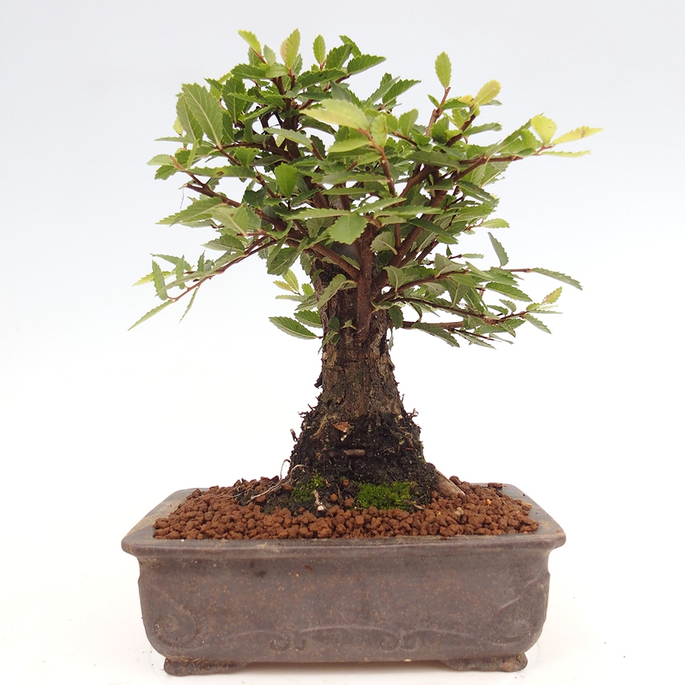Kültéri bonsai - Zelkova - Zelkova NIRE