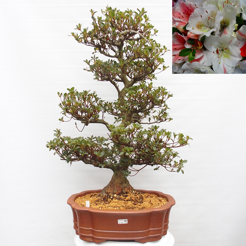 Kültéri bonsai - Japán azálea - Azalea Sansei