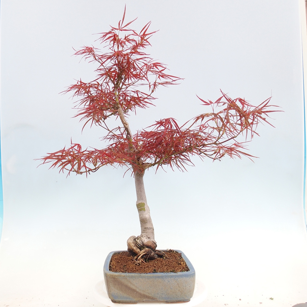 Kültéri bonsai - Acer palmatum RED PYGMY