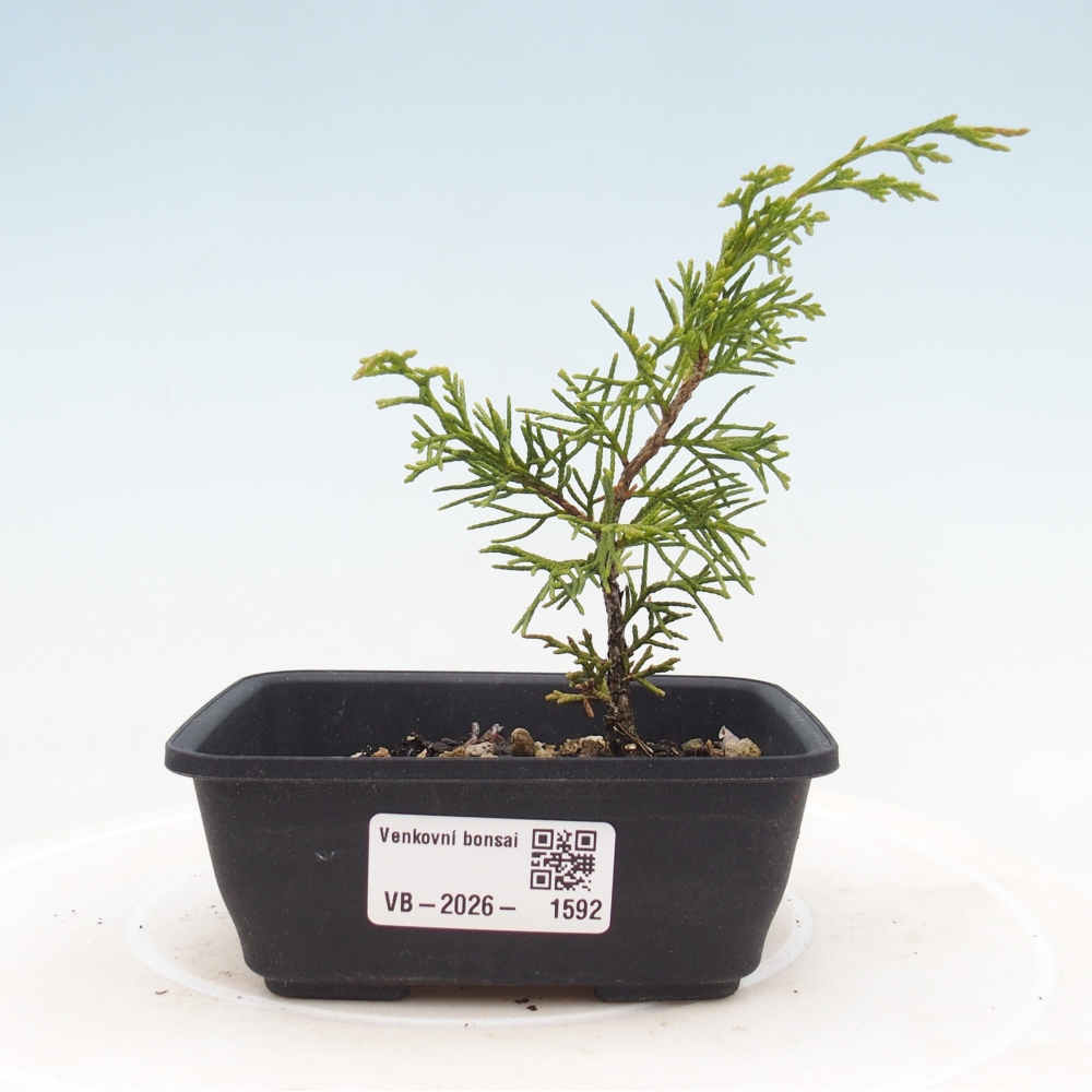 Kültéri bonsai - Juniperus chinensis Itoigawa
