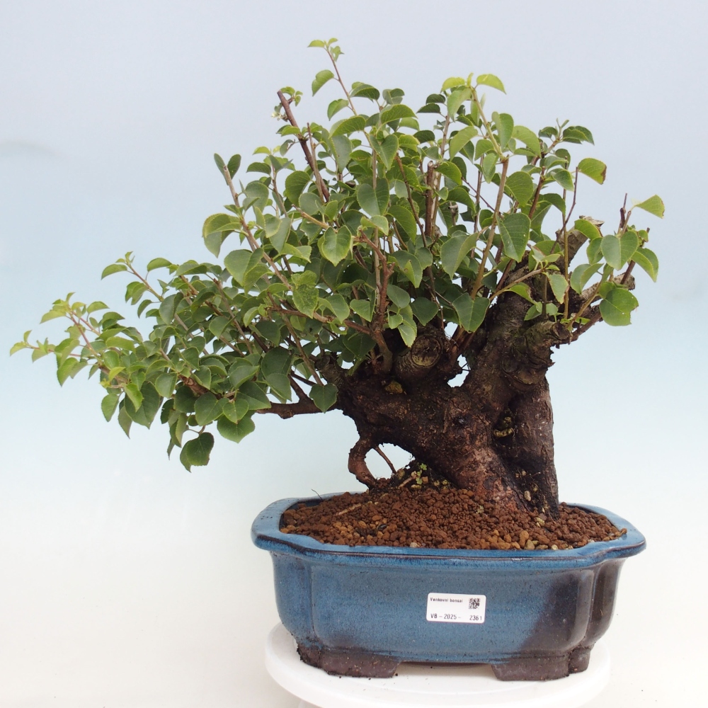 Kültéri bonsai - Mahalebka - Prunus mahaleb - Prunus mahaleb