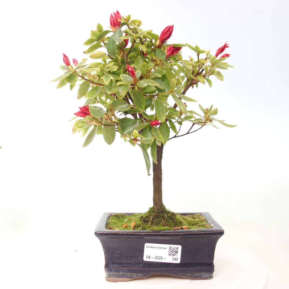 Kültéri bonsai - japán azálea - Azalea sp.