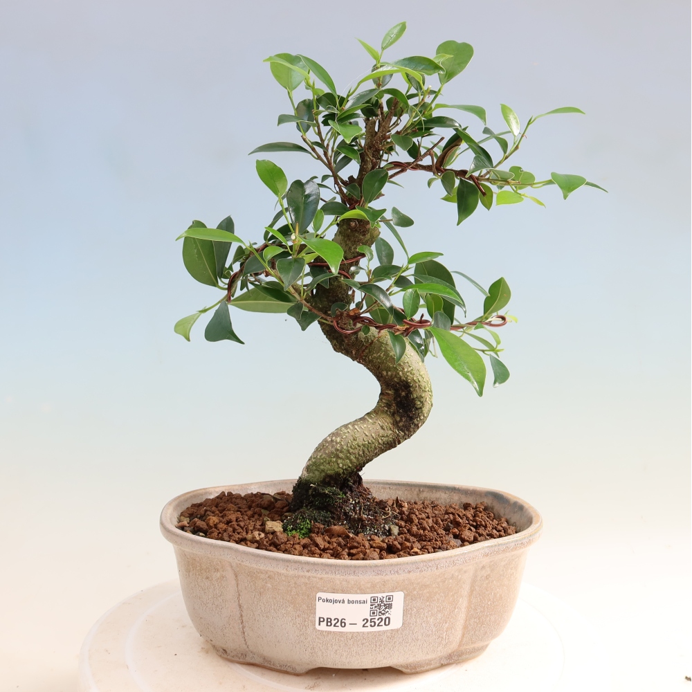 Szobai bonsai - Ficus retusa - kislevelű fikusz