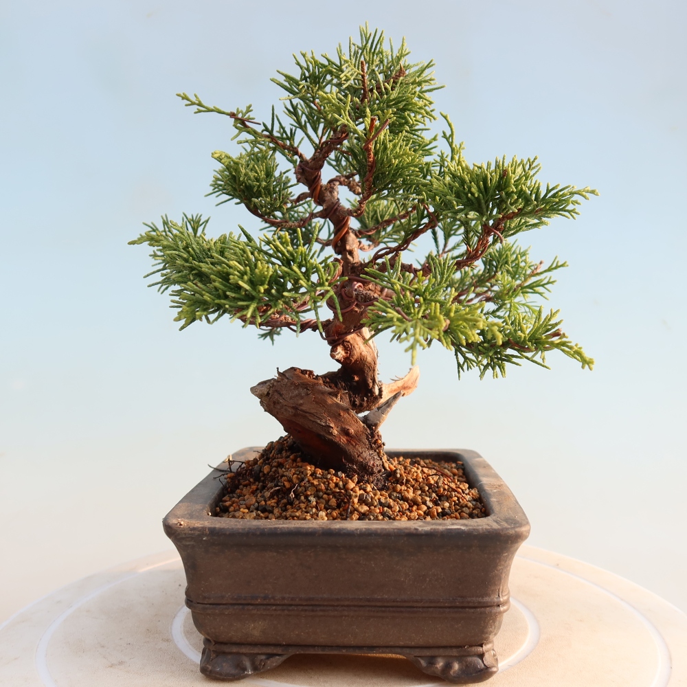 Kültéri bonsai - Juniperus chinensis Itoigawa
