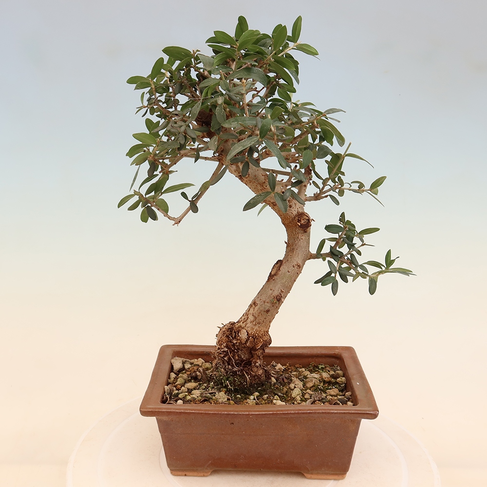 Beltéri bonsai - Olea europaea sylvestris