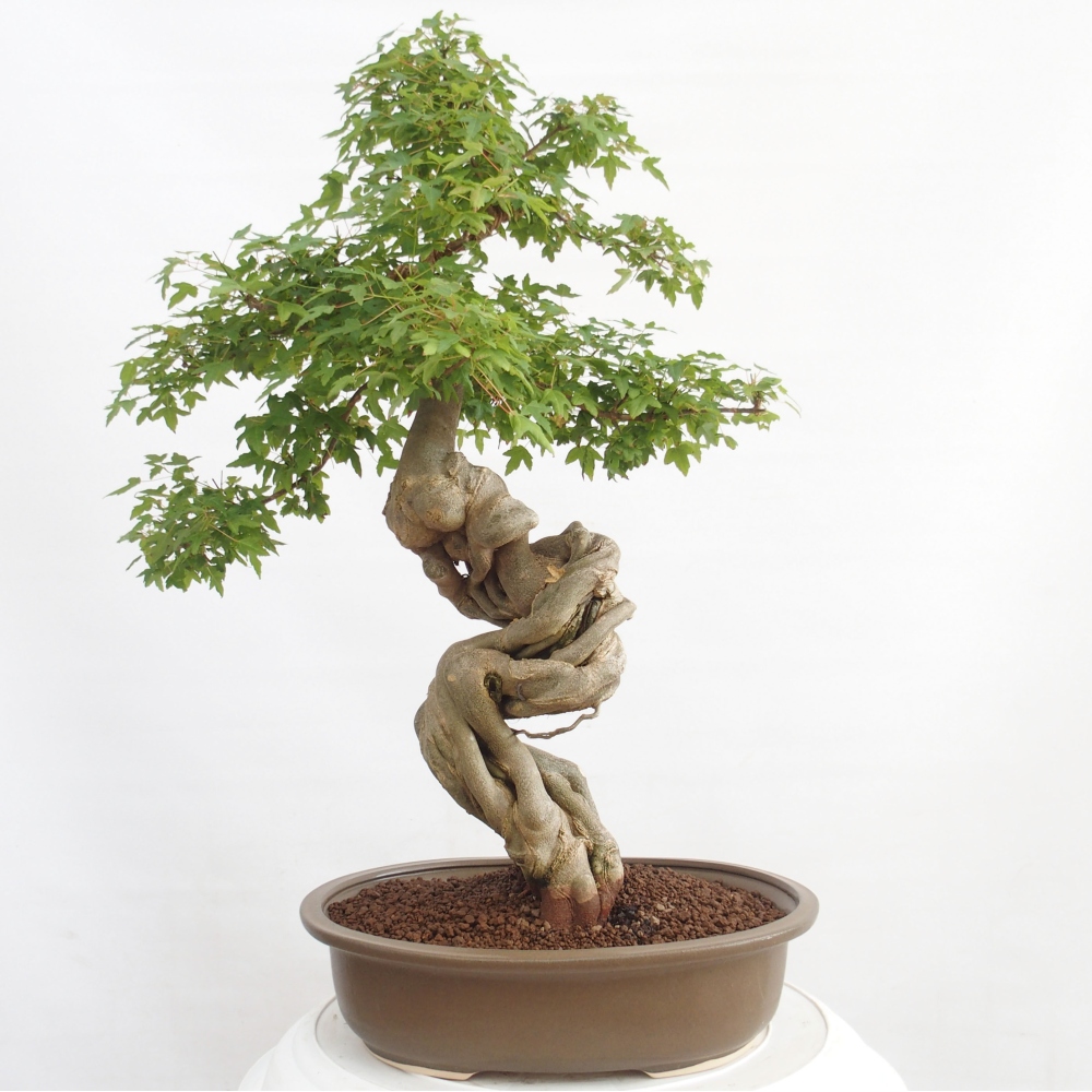 Kültéri bonsai - Acer Buergerianum - Burger juhar