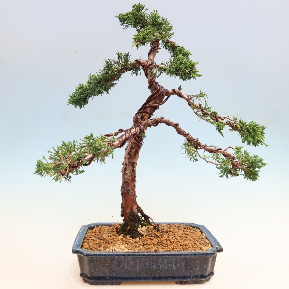 Kültéri bonsai - Juniperus chinensis Kishu