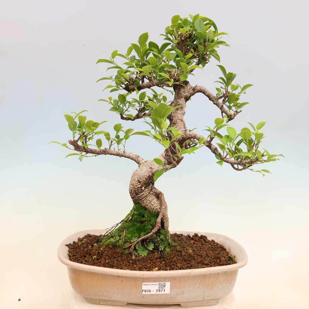 Szobai bonsai - Ficus kimmen - kislevelű fikusz