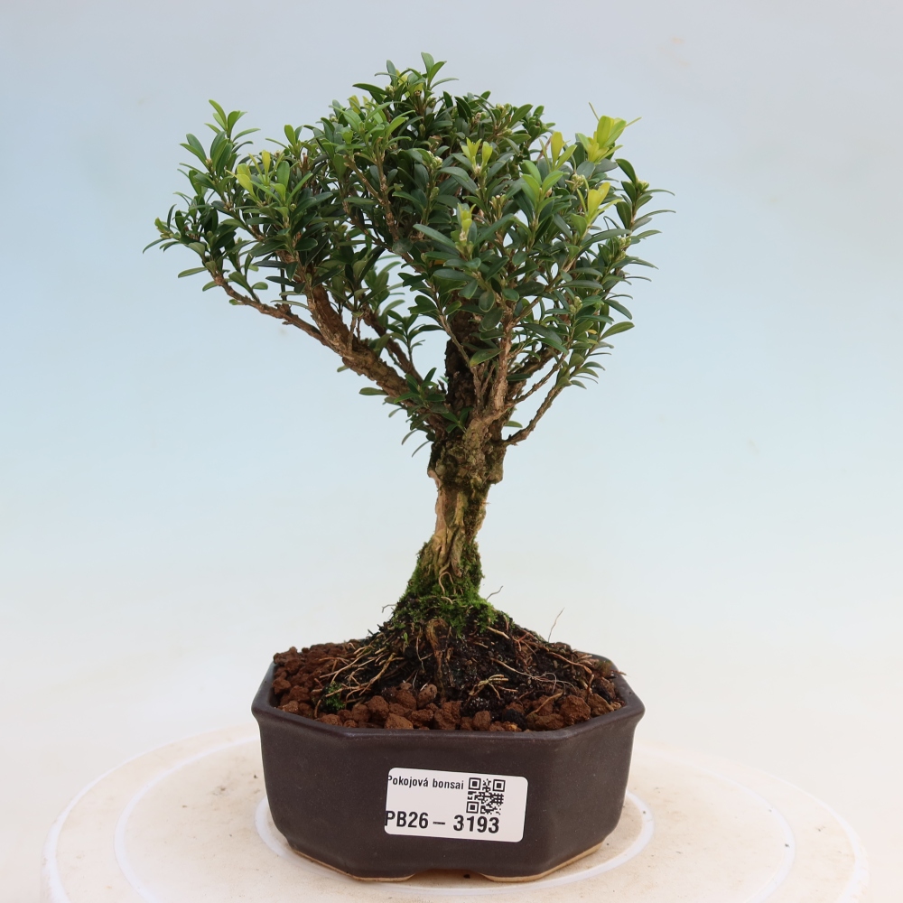 Szobai bonsai - Buxus harlandii - parafa buxus