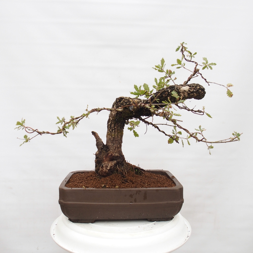 Yamadori - Quercus Ilex - Tölgy magyal
