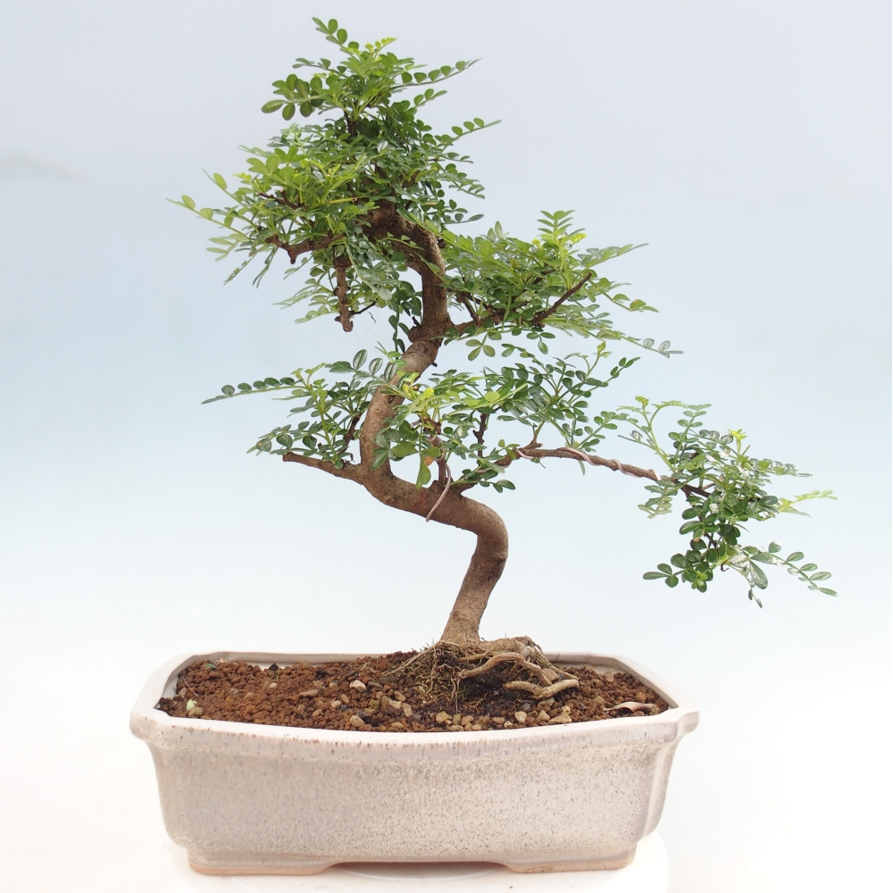 Szobai bonsai - Zantoxylum piperitum - borsfa