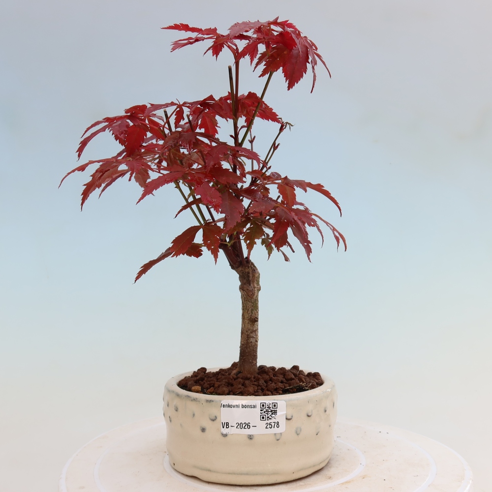 Kültéri bonsai - Acer pálma. Atropurpureum-Javor palmate