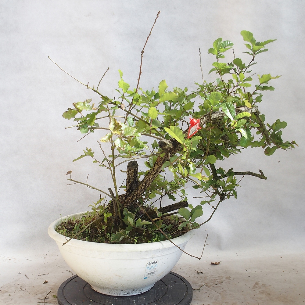 Kültéri bonsai Quercus Cerris - Tölgy Cer