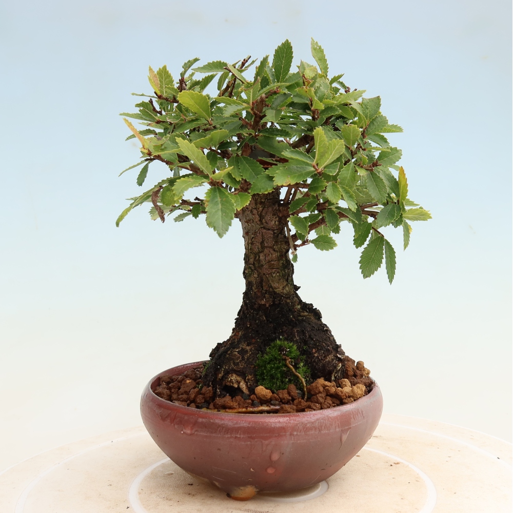 Kültéri bonsai - Zelkova - Zelkova NIRE