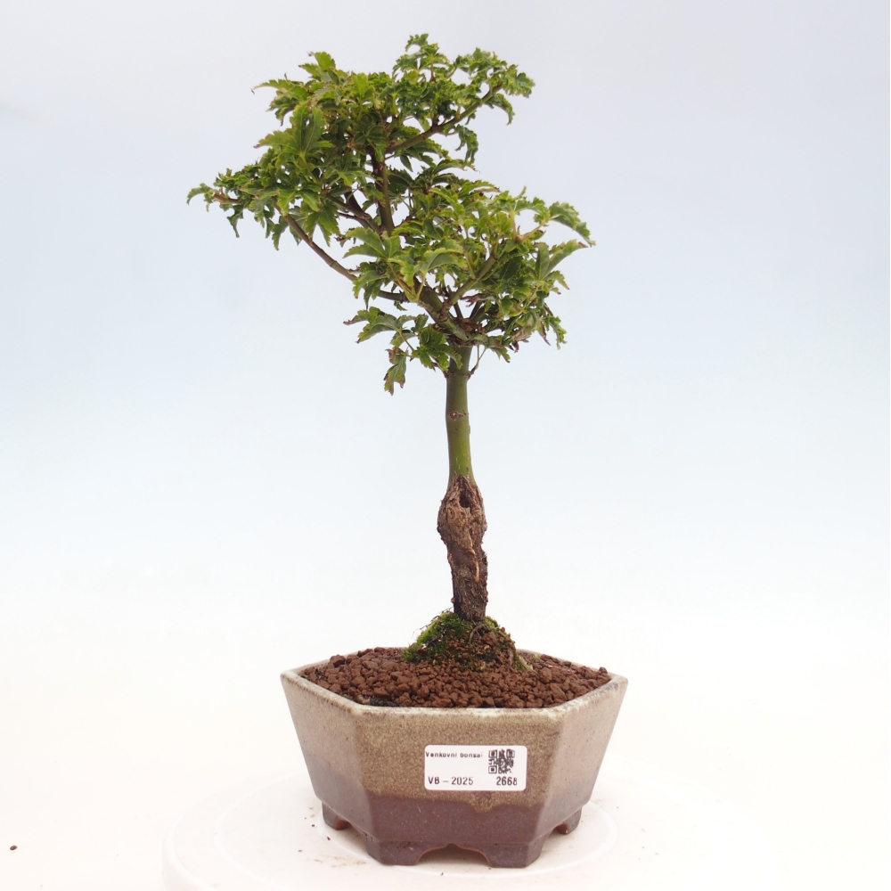Kültéri bonsai -Javor pálma Acer palmatum Shishigashira