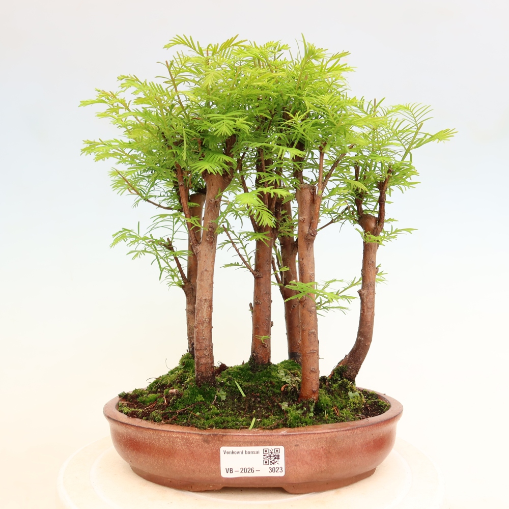 Kültéri bonsai – Metasequoia glyptostroboides – kínai metasequoia – kis erdő