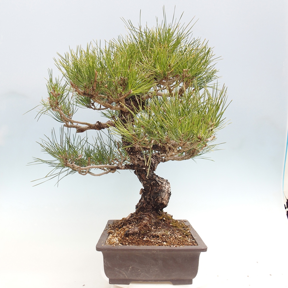 Kültéri bonsai - Pinus thunbergii - Thunberg fenyő