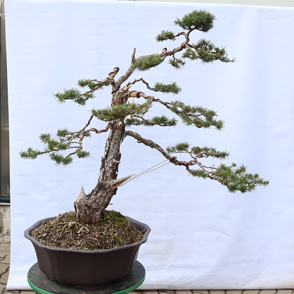 Pinus sylvestris Spanyolország – erdei fenyő