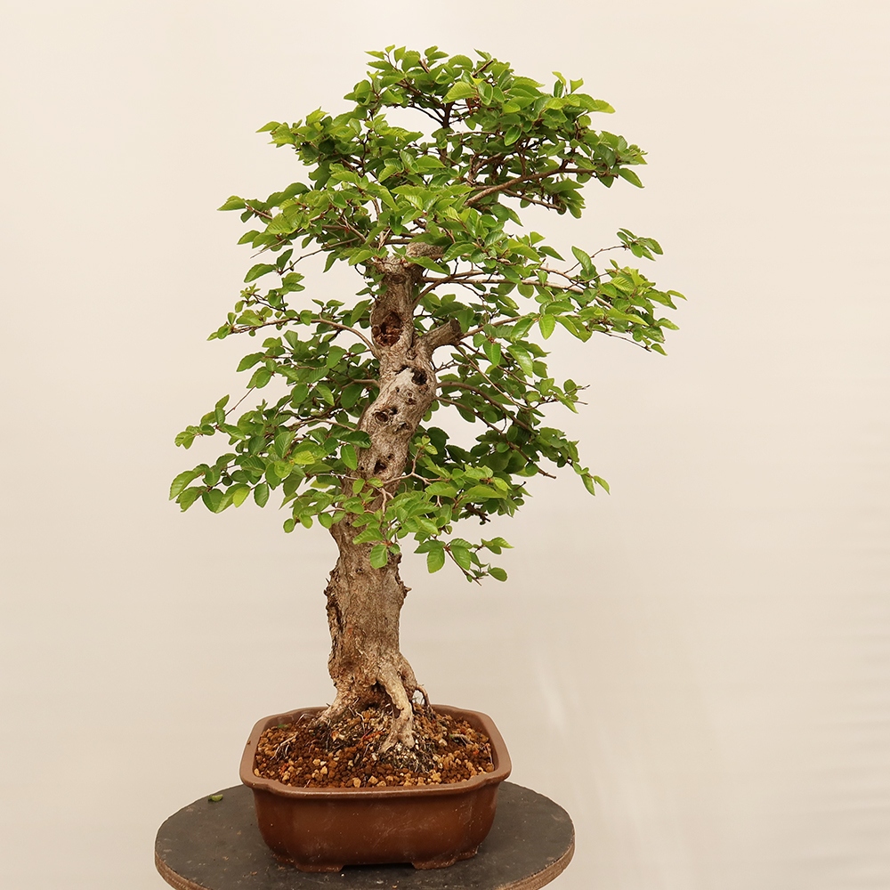Kültéri bonsai -Carpinus Coreana - Koreai gyertyánfa
