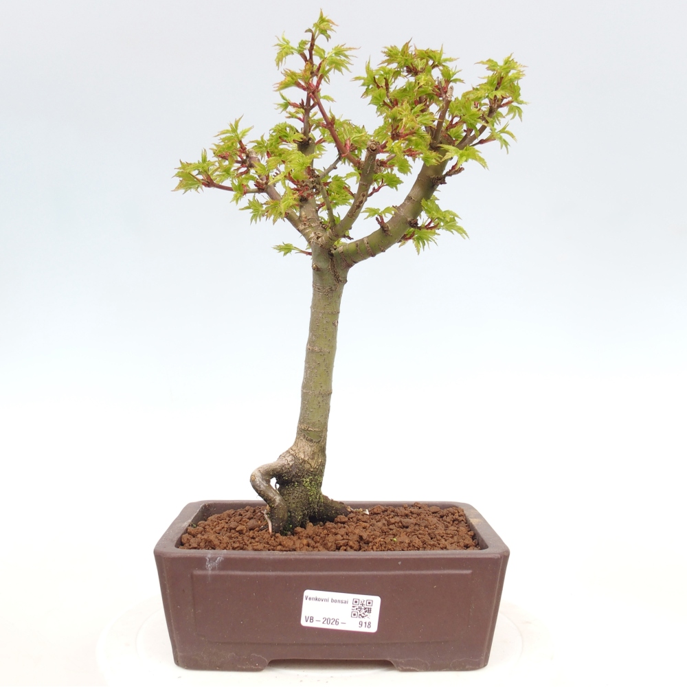 Kültéri bonsai -Javor pálma Acer palmatum Shishigashira