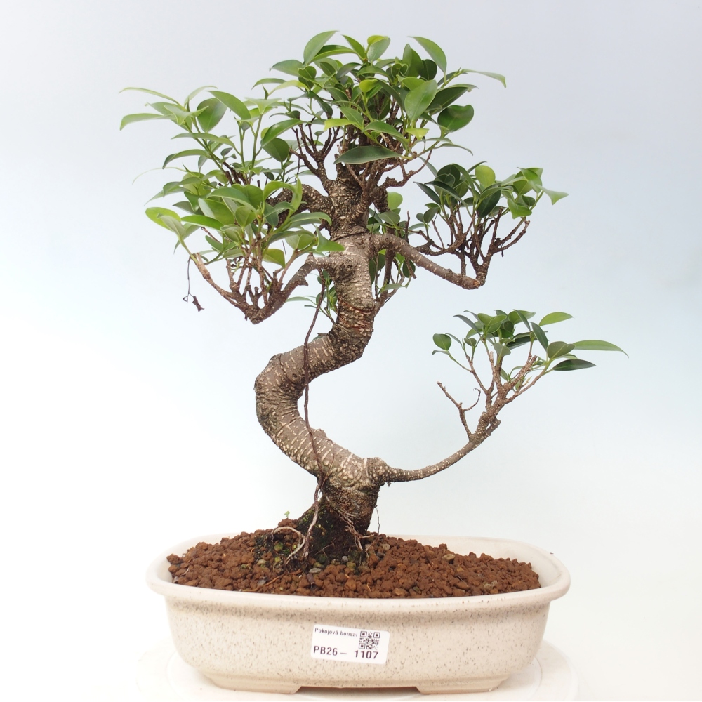 Szobai bonsai - Ficus kimmen - kislevelű fikusz