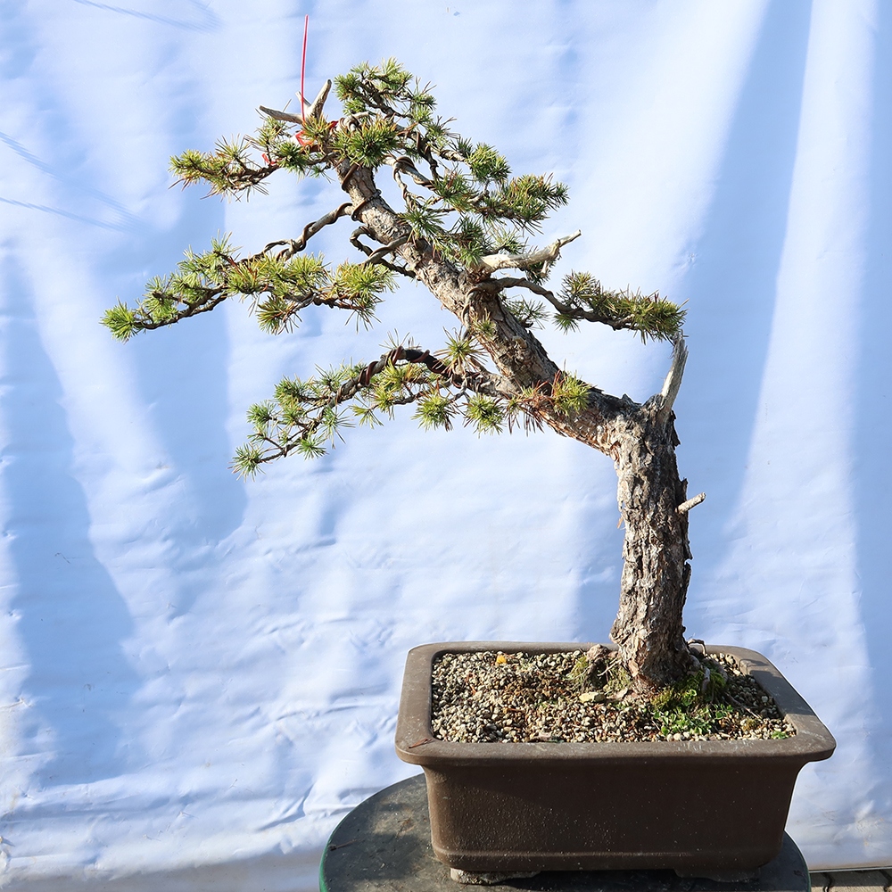 Pinus sylvestris Spanyolország – erdei fenyő