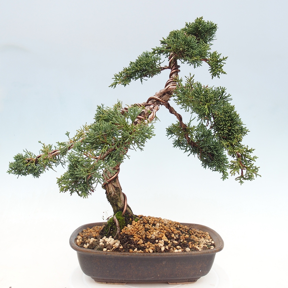 Kültéri bonsai - Juniperus chinensis Kishu