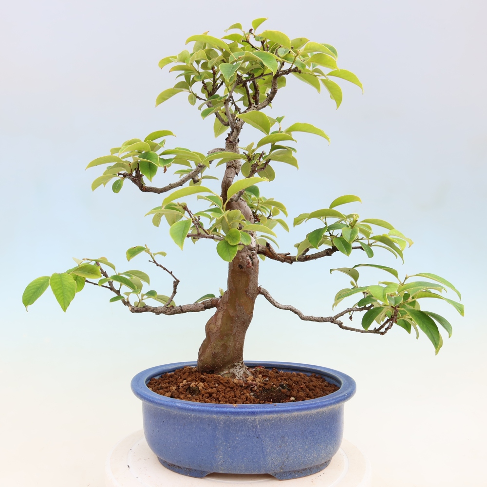 Kültéri bonsai - Pseudocydonia sinensis - kínai birs