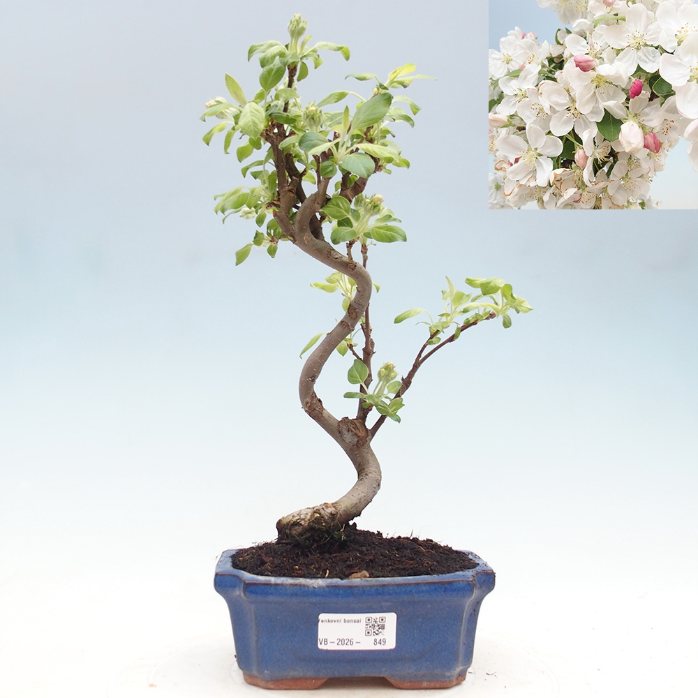Kültéri bonsai -Malus halliana - Kis gyümölcsű almafa
