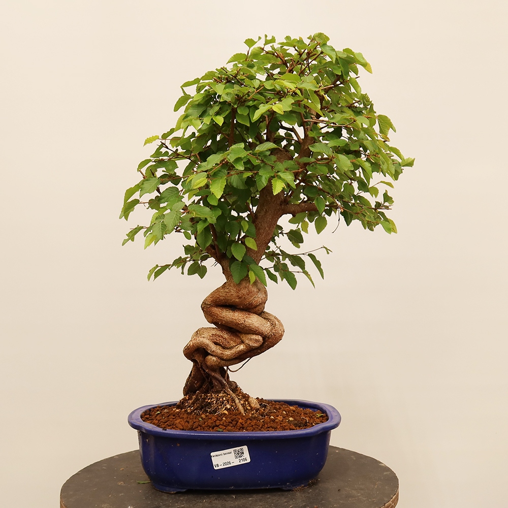 Kültéri bonsai -Carpinus Coreana - Koreai gyertyánfa