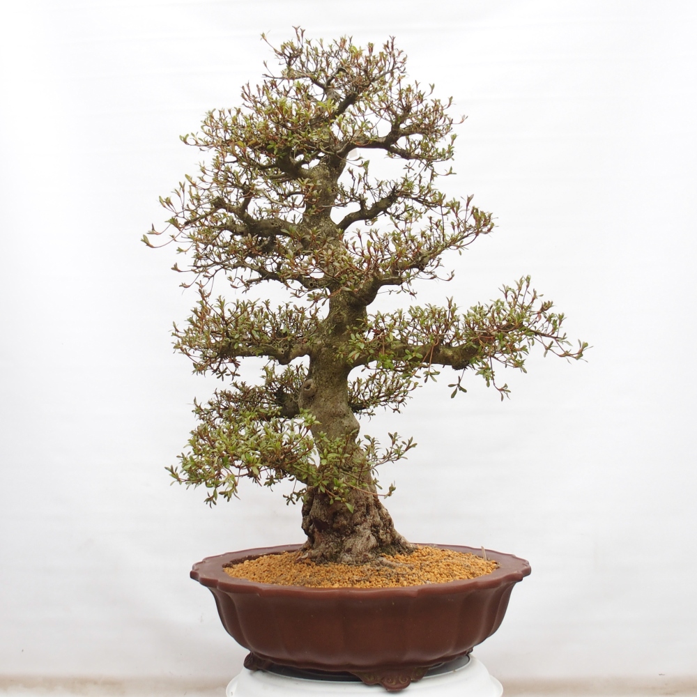 Kültéri bonsai - Japán azálea - Azálea Kinu-no-Hikari